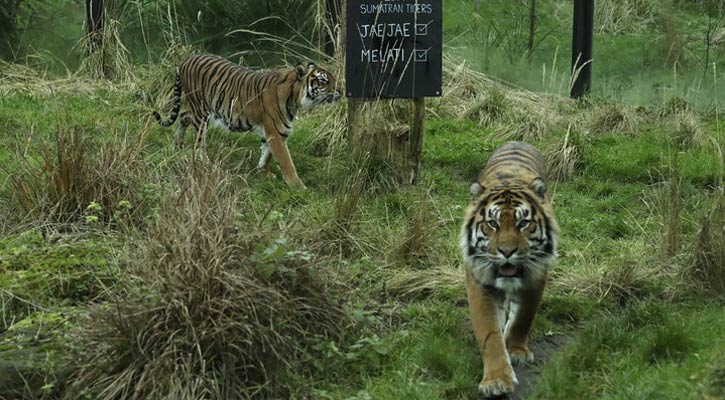 Sumatran tiger killed by prospective mate at London Zoo