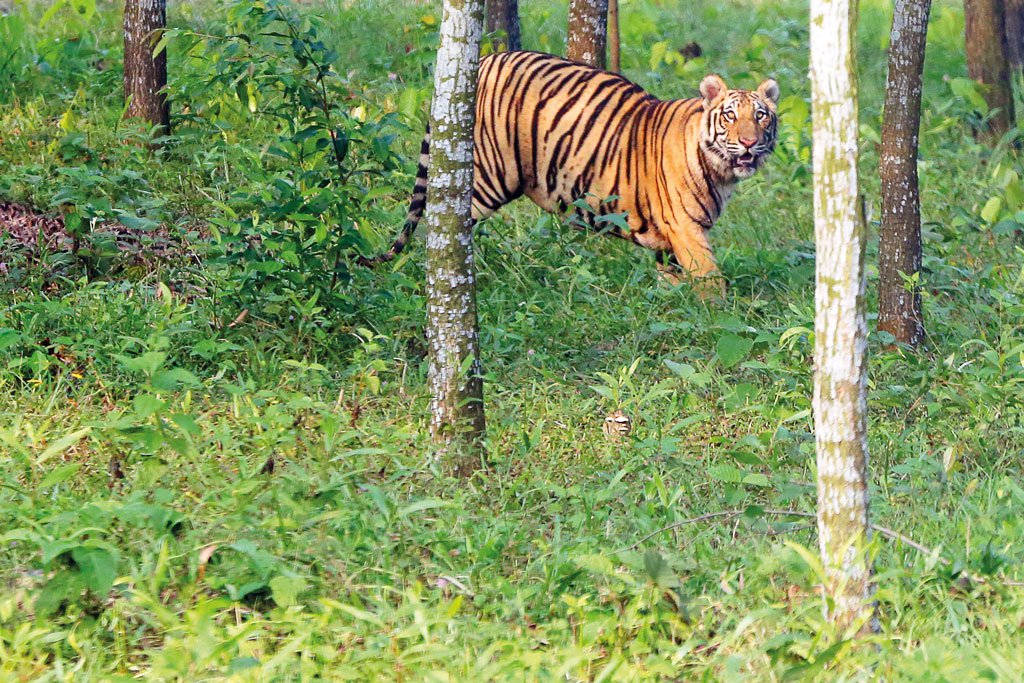 Study: Climate change may destroy Sundarbans’ tigers in 50yrs
