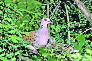 Bird extinctions ‘driven’ by global food trade