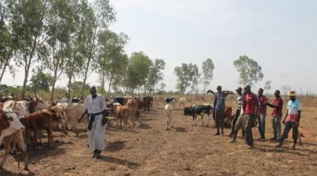 At least 134 Fulani herders killed in central Mali’s worst violence yet
