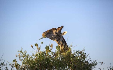 US to consider listing giraffes as endangered species