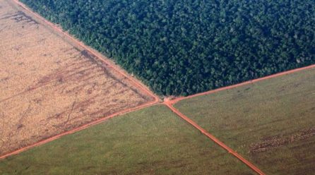 Brazil led world in rainforest losses in 2018