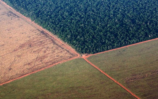 Brazil led world in rainforest losses in 2018