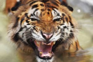Bengal tigers may not survive climate change