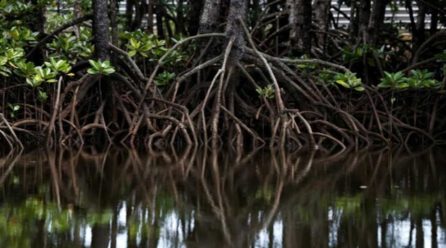 A million species face extinction