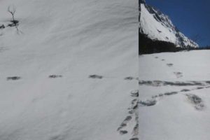 Indian army mocked for Yeti claim