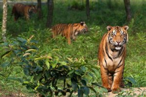 List Sundarbans as World Heritage in danger: IUCN