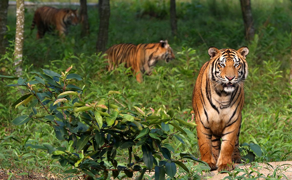 List Sundarbans as World Heritage in danger: IUCN