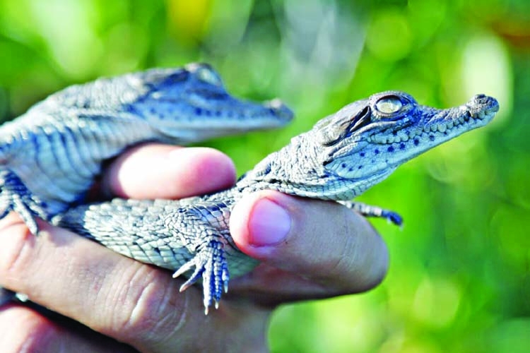 American crocodiles thriving outside nuclear plant