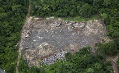 Amazon protections are slashed and forests fall