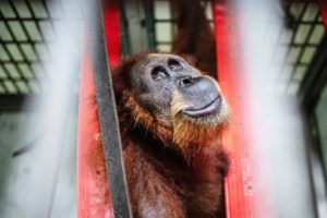 For lipstick and chocolate, a species is put at risk