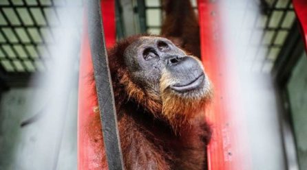 For lipstick and chocolate, a species is put at risk