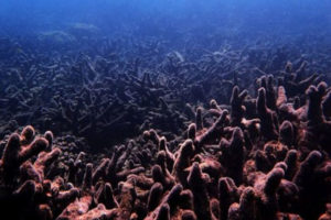 Climate change: Heatwaves instantly turn coral to ghosts