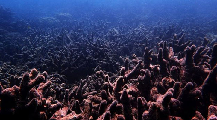 Climate change: Heatwaves instantly turn coral to ghosts