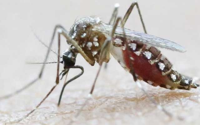 Dengue death toll in Malaysia hits 113