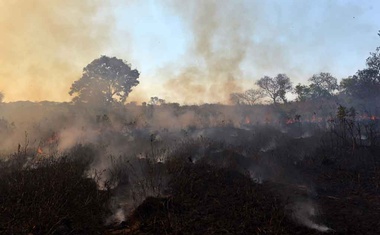 Brazil deforestation rises in August