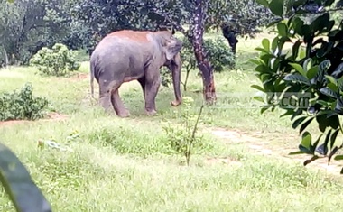 Govt plans to create corridors for elephants