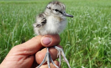 A rare greenshank is spotted in Russia