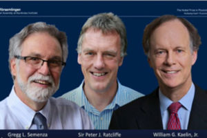 3 win Nobel Prize for discoveries in how cells use oxygen