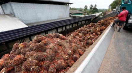 India’s palm oil buyers told to shun Malaysia