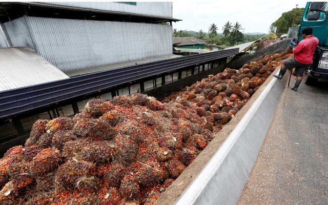 India’s palm oil buyers told to shun Malaysia