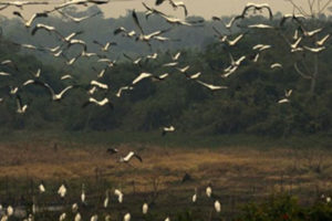 Hug wildfires advances across Brazil’s wetlands