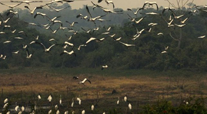 Hug wildfires advances across Brazil’s wetlands