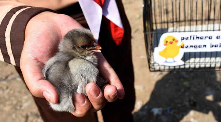 Indonesia trials gift of chicks to wean children off of smartphones