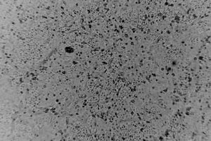Australia ‘re-create’ coronavirus outside China