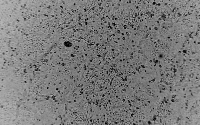 Australia ‘re-create’ coronavirus outside China