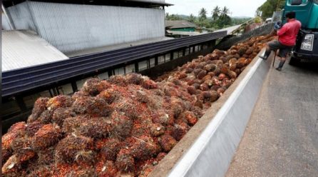 Malaysia talks to India over palm oil curbs