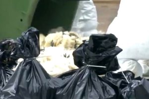 China reports bird flu outbreak