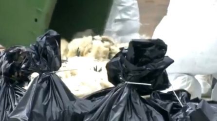 China reports bird flu outbreak