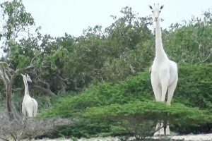 Rare white giraffes killed by poachers