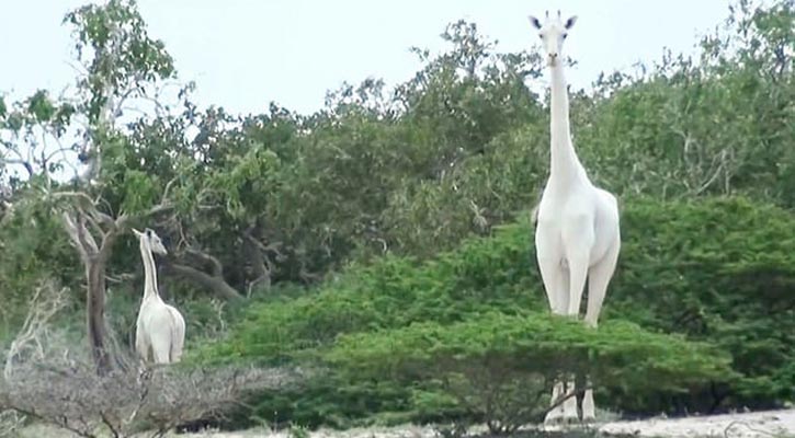 Rare white giraffes killed by poachers