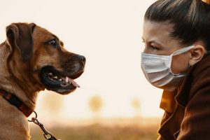 Trained dogs can detect Covid-19 patients