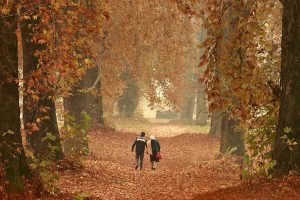 Kashmir fells trees in effort to fight coronavirus panic