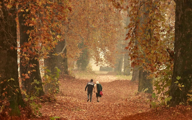 Kashmir fells trees in effort to fight coronavirus panic