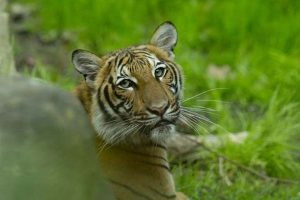 Tiger now tests positive for coronavirus