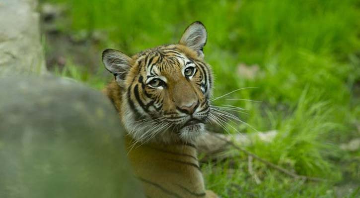 Tiger now tests positive for coronavirus