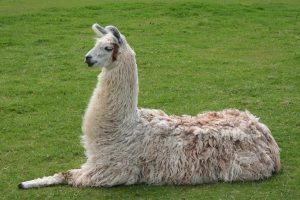 Hoping llamas will become coronavirus heroes