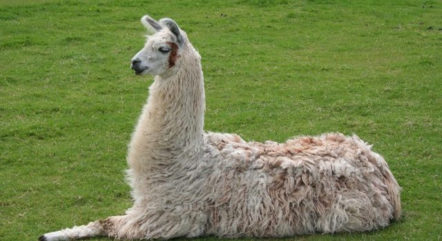 Hoping llamas will become coronavirus heroes