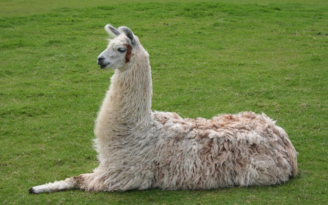 Hoping llamas will become coronavirus heroes