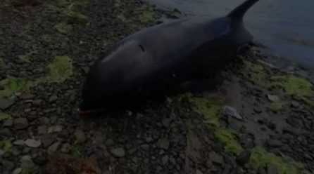 Seven more dolphins found dead on Mauritius beach near oil spill