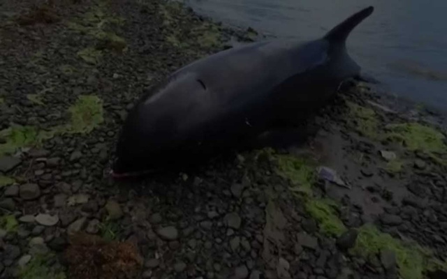 Seven more dolphins found dead on Mauritius beach near oil spill