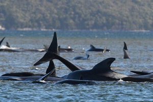 Australia whales: 90 dead in mass stranding off Tasmania