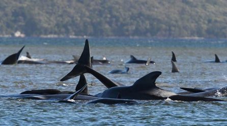 Australia whales: 90 dead in mass stranding off Tasmania