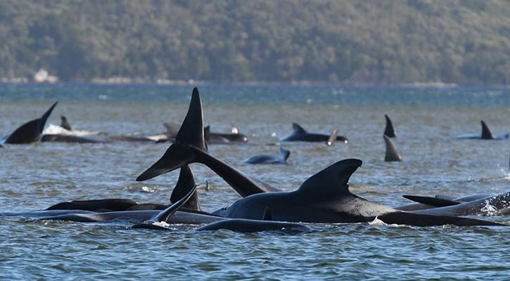 Australia whales: 90 dead in mass stranding off Tasmania