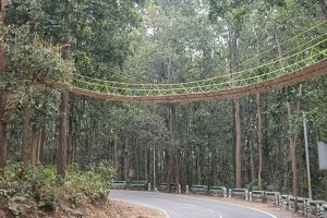 India builds bridge to help reptiles cross road