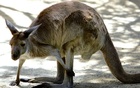 Kangaroos can learn to communicate with humans, researchers say